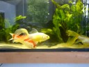 FANCY GOLDFISH