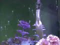 Seahorse Birth Video