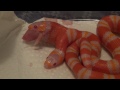 Two-Headed Albino Honduran Milk Snake Eats Baby Mouse at Sunshine Serpents