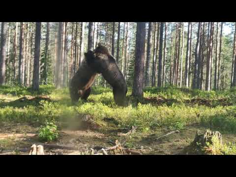 Niesamowita walka potężnych niedźwiedzi z Finlandii.