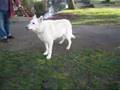 Border Terrier video