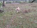 Hank doing a little retrieving