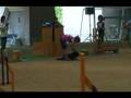 Dog Agility (Jun/27/2007 JKC Final Agility Large Vol.7)