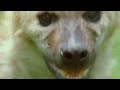 Lion Pride Fighting Savanna War Documentary HD by jaandil7