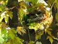 EARTHWALKER MEETS THE TREEMAN