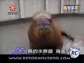 Animais Espertos Animais Espertos