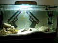 Oscar fish tank, very wild fish. Friends finger gets bitten off!! Oscar fish tank, very wild fish. Friends finger gets bitten off!!