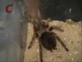 ARANHAS