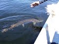 Musky, Jack's Lake Apsley Ontario
