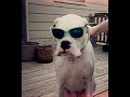 Boxer Puppy New Soul