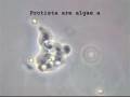 Biological Classification: Kingdoms