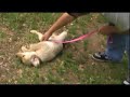 Training our Golden Retriever Puppy Chloe
