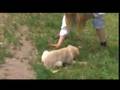 Training our Golden Retriever Puppy Chloe
