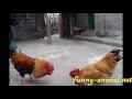 Roosters fighting in a farm house yard