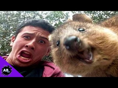 YouTube reptile video