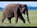 Kamahl - The Elephant Song
