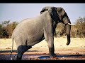 Kamahl - The Elephant Song