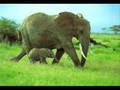 Kamahl - The Elephant Song
