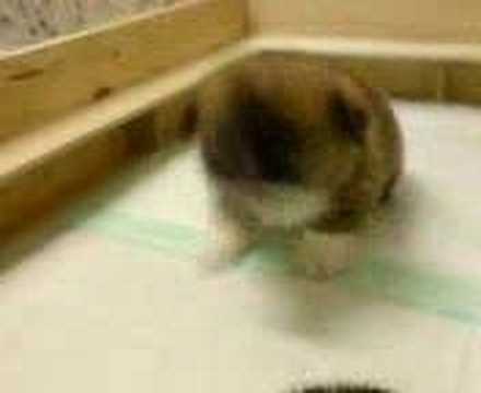 corgi,puppies,