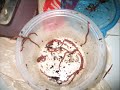 Worms from the Composter