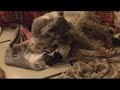 Minature Schnauzer Birth 3 Minature Schnauzer Birth 3