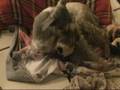 Minature Schnauzer Birth 3