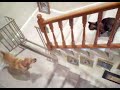 Dog vs Cat