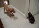 Dog vs Cat