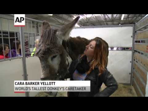 World's Tallest Horse and Donkey Visit Fair