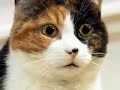 droles-de-chats.html