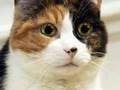 MANGEZ FRANCAIS . MIAOU