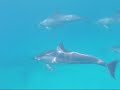 Ruffles & Hawaiian Spinner Dolphins Ruffles & Hawaiian Spinner Dolphins