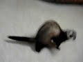 Ferret Straw Draw