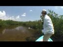 Mayan King - Baby Tarpon Mayan King - Baby Tarpon
