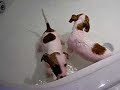 Dogs taking a bath