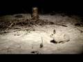 Snow Shoe Hare