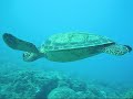 Swimming with Hawksbill & Green sea turtles Swimming with Hawksbill & Green sea turtles