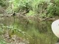 Wild Trout