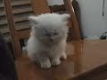 Ceniza qued�ndose dormido en una silla