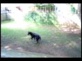 videos de Layla