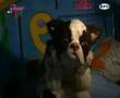 Las cronicas de Raven: el asno, los nios y el musical