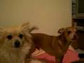 Howling Chi
