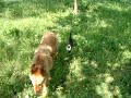 Nuka enseñando a caminar con correa 2