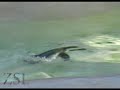Penguin Bathtime