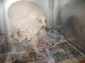 Chiens Intervention Sauvetage ...