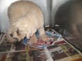 videos de Chiens Intervention Sauvetage ...
