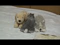 Click here to watch this video 出迎えてくれないうさぎ2012年版[my bunny ignores me 2012]