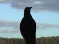 Same bird as previous video singing for its supper.