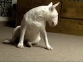 Vicious Dog vs Sweet Little Kitten