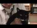 Talking cat translation, very funny